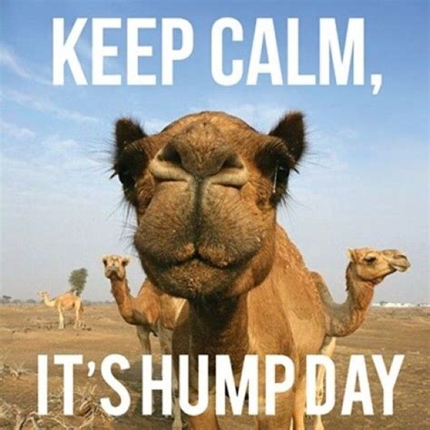 sexy happy hump day meme|59 Happy Hump Day Memes